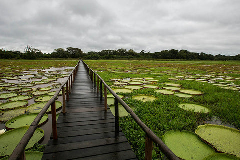 Poster Pantanal - Paisagens Nacionais - Fotografia - Lugares - Paisagens