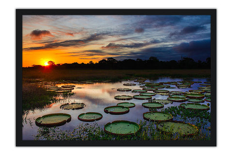 Poster Pantanal - Paisagens Nacionais - Fotografia - Lugares - Paisagens