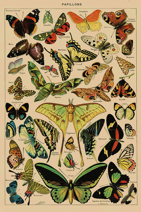 Poster Borboletas - Papillons - Diagrama - Misc - Informativo