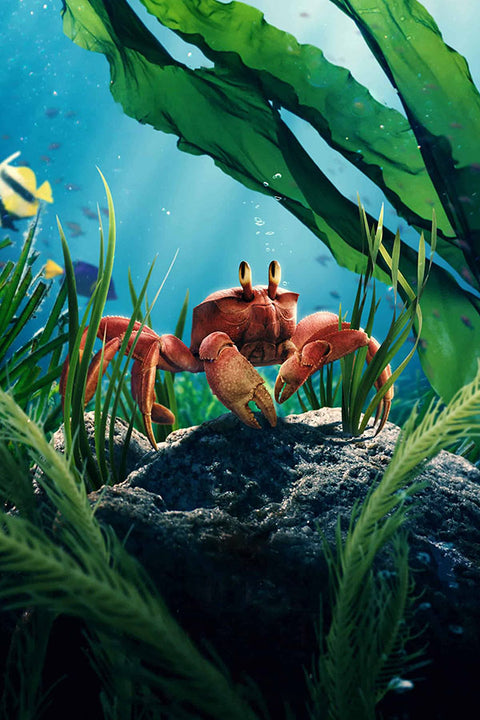 Poster Pequena Sereia - Little Mermaid - Disney - Filmes