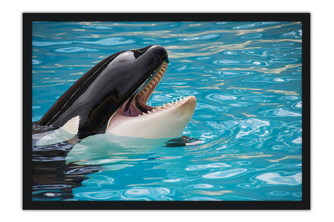Poster Baleia - Animais