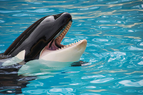 Poster Baleia - Animais