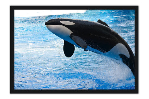 Poster Baleia - Animais