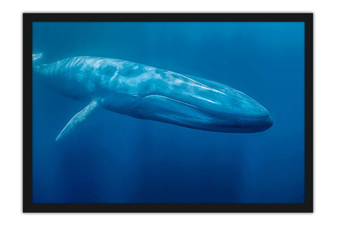 Poster Baleia - Animais