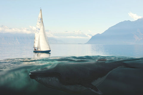 Poster Baleia - Animais