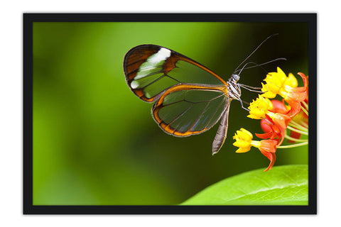 Poster Borboleta - Animais
