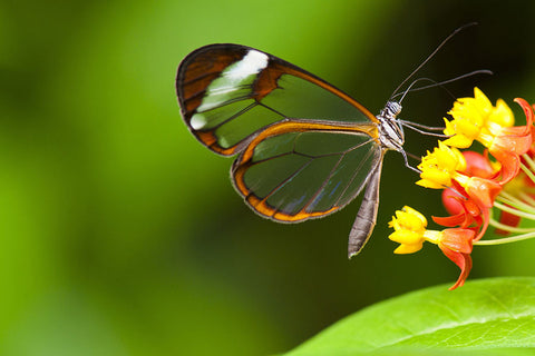 Poster Borboleta - Animais