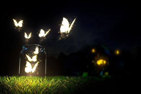 Poster Borboleta - Animais