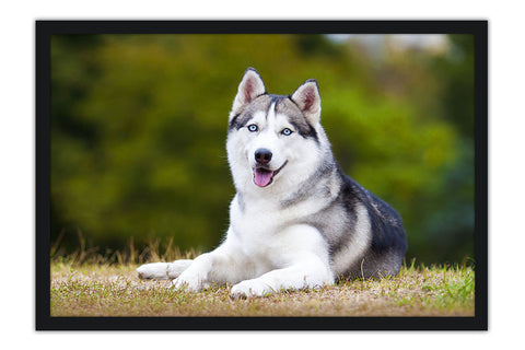 Poster Cachorro - Animais
