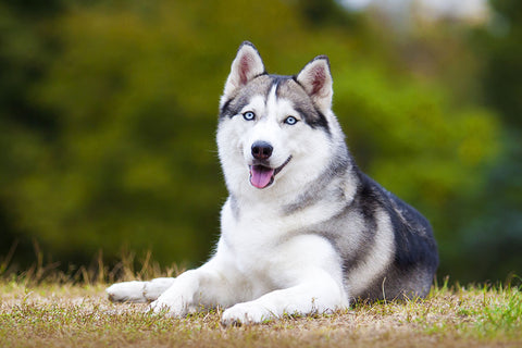 Poster Cachorro - Animais