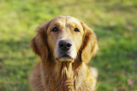 Poster Cachorro - Animais