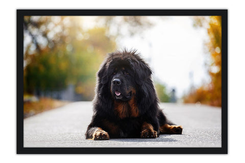 Poster Cachorro - Animais