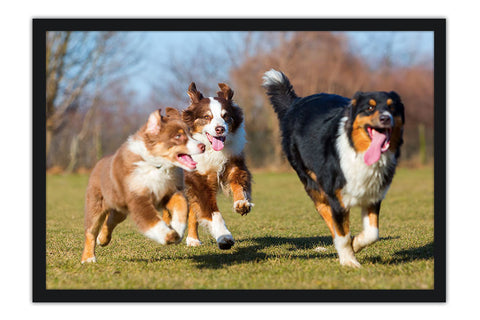 Poster Cachorro - Animais