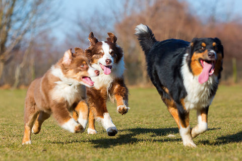 Poster Cachorro - Animais