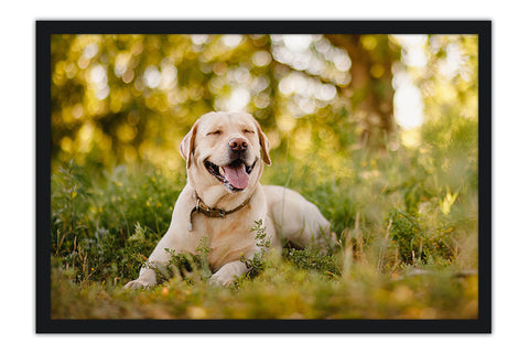 Poster Cachorro - Animais