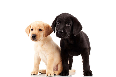 Poster Cachorro - Animais