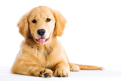 Poster Cachorro - Animais