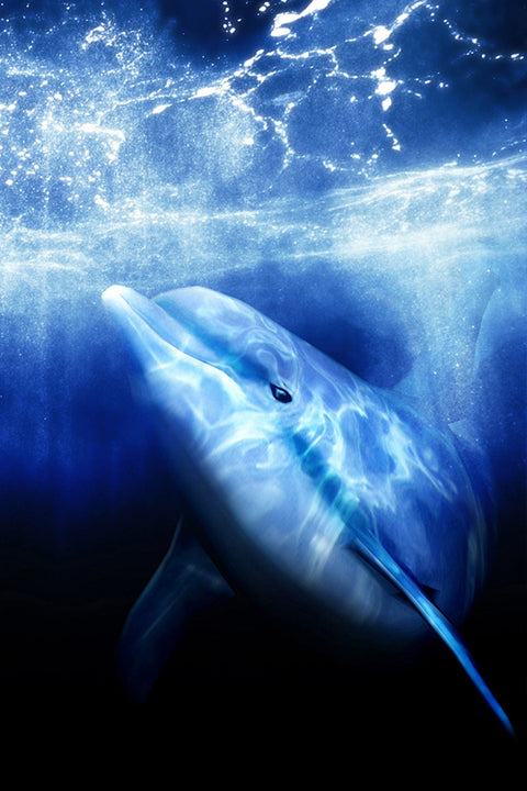 Poster Ecco the Dolphin - Games