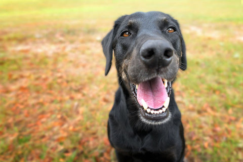 Poster Cachorro - Animais