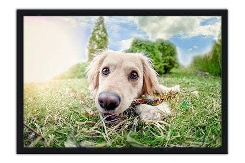 Poster Cachorro - Animais