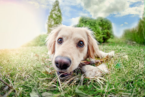 Poster Cachorro - Animais