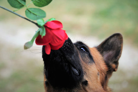 Poster Cachorro - Animais