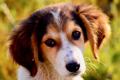 Poster Cachorro - Animais
