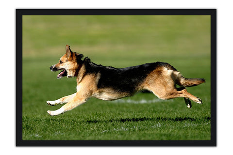 Poster Cachorro - Animais