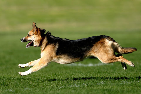 Poster Cachorro - Animais
