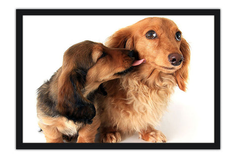 Poster Cachorro - Animais