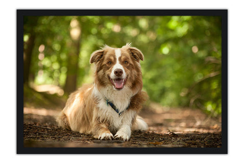 Poster Cachorro - Animais