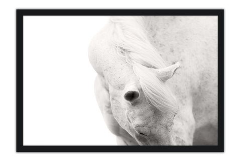 Poster Cavalo - Animais