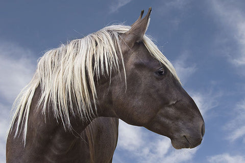 Poster Cavalo - Animais