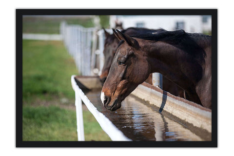 Poster Cavalo - Animais