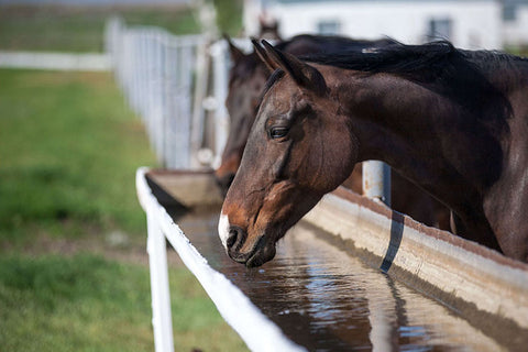 Poster Cavalo - Animais