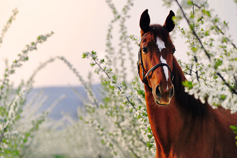 Poster Cavalo - Animais