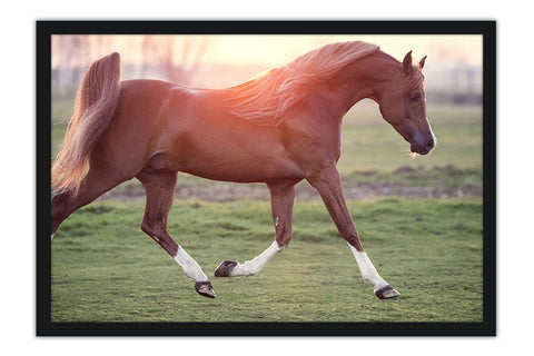 Poster Cavalo - Animais