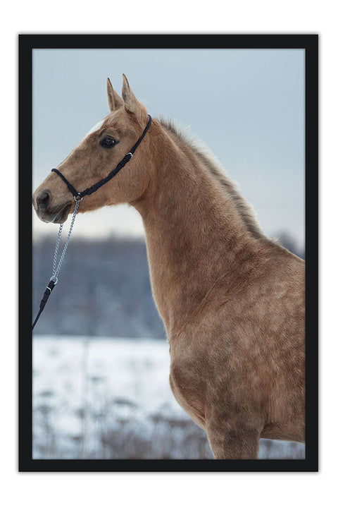 Poster Cavalo - Animais