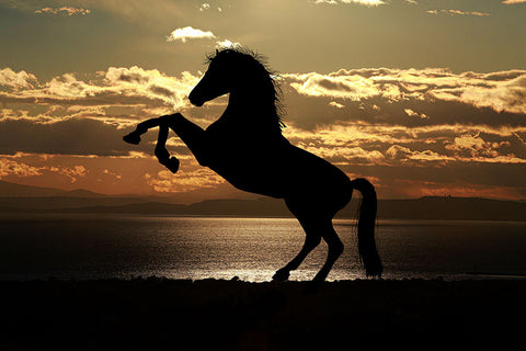 Poster Cavalo - Animais