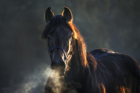 Poster Cavalo - Animais