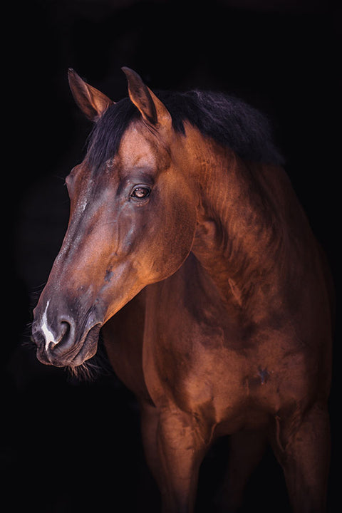 Poster Cavalo - Animais