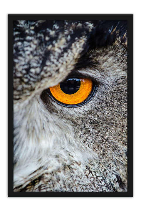 Poster Coruja - Animais