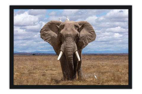 Poster Elefante - Animais