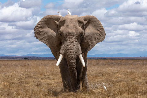 Poster Elefante - Animais