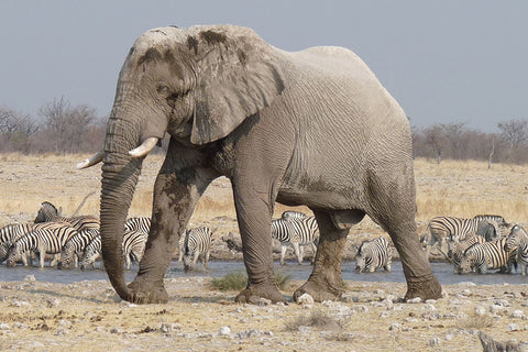 Poster Elefante - Animais