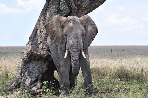 Poster Elefante - Animais