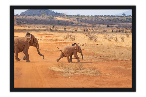 Poster Elefante - Animais
