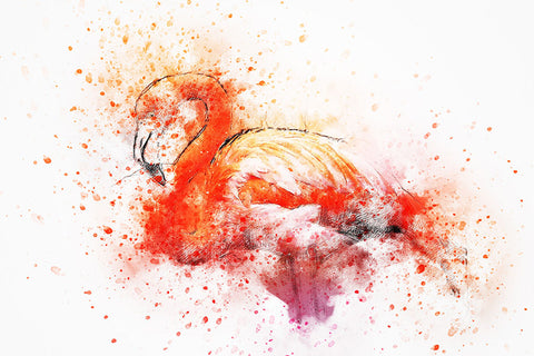 Poster Flamingo - Animais