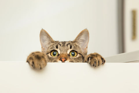 Poster Gato - Animais