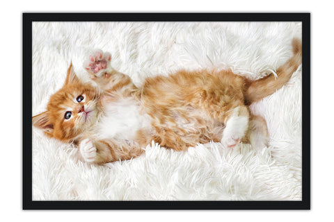 Poster Gato - Animais